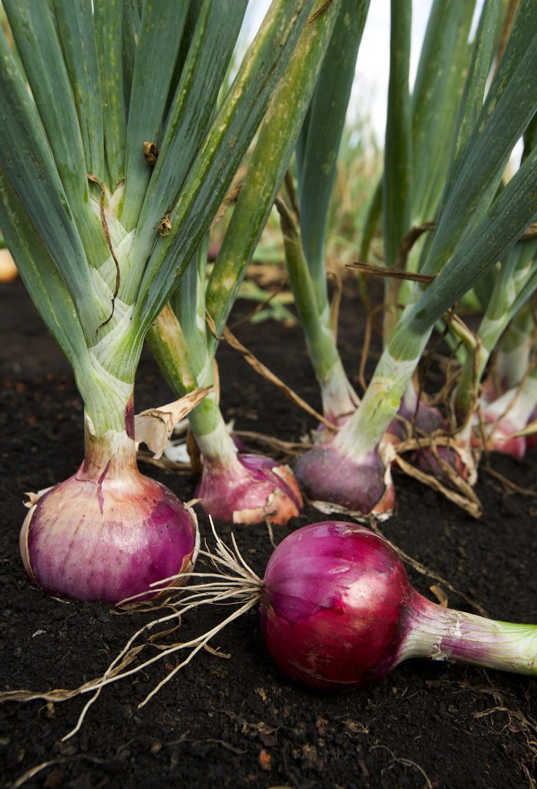 Rode ui (Allium cepa)