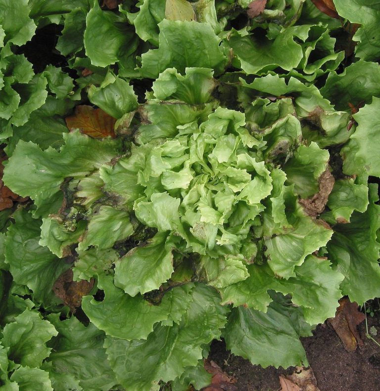 Andijvie (Cichorium endivia)