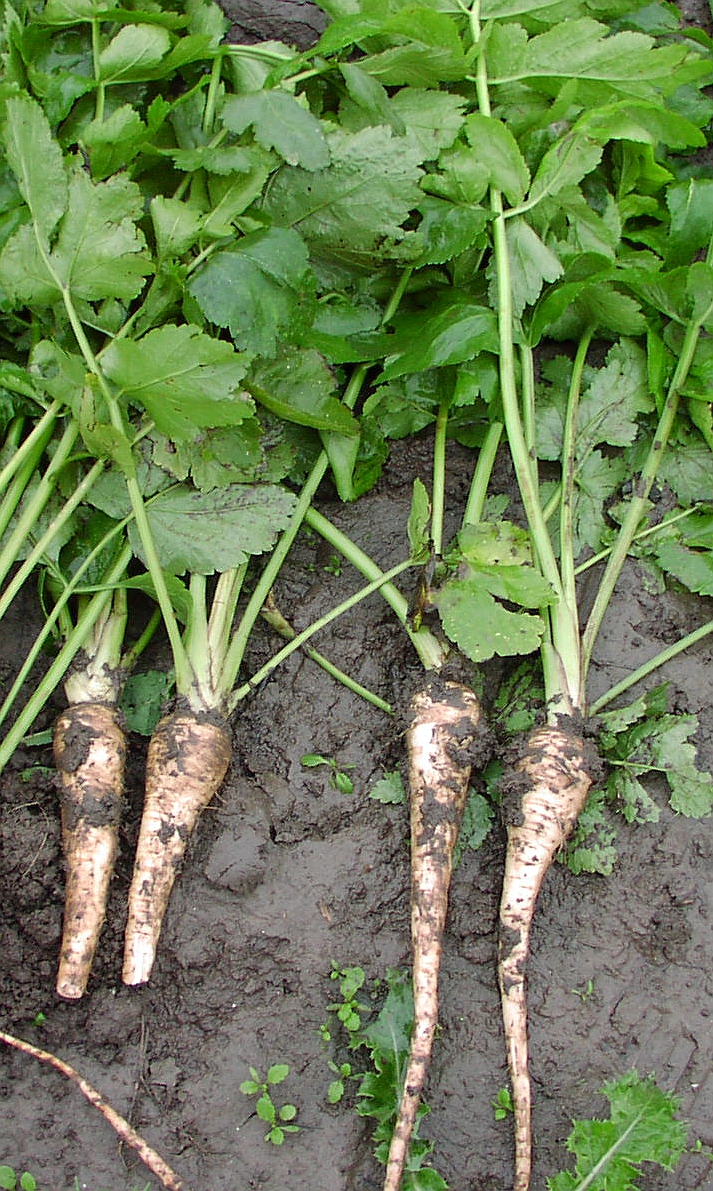 Pastinaak (Pastinaca sativa)