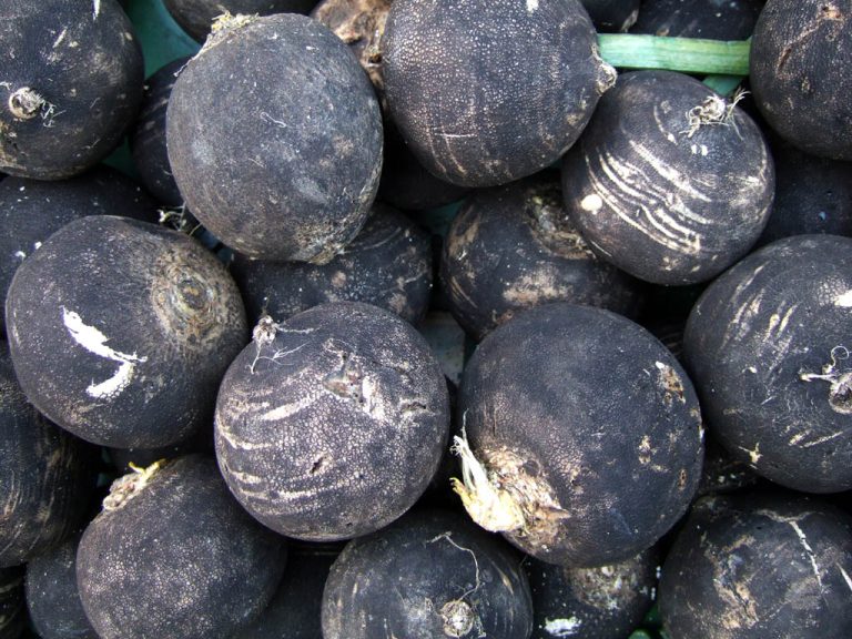 Rammenas (Raphanus sativus var. niger)