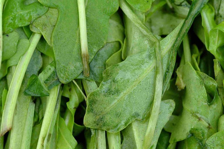 Rucola (Eruca vesicaria)