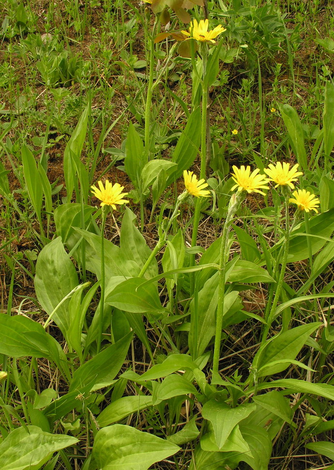 Schorseneren (Scorzonera hispanica)