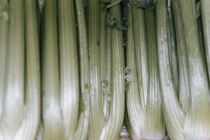 Backdrop of raw celery with wavy leaves and thick green stems in shiny light