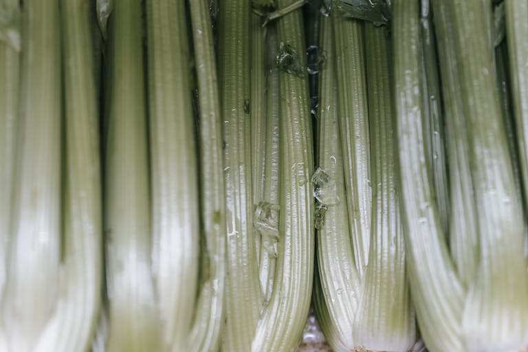 Backdrop of raw celery with wavy leaves and thick green stems in shiny light