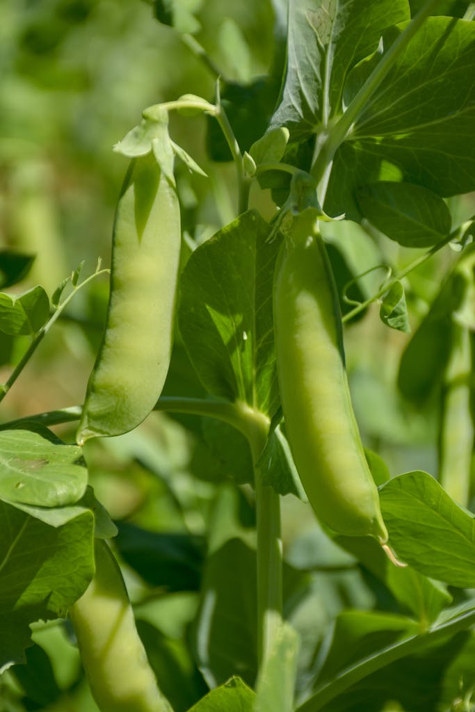 Pea