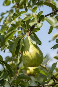 Pear Tree