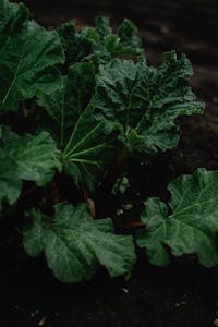 Close Up Photo of Green Rhubarb Vegetables