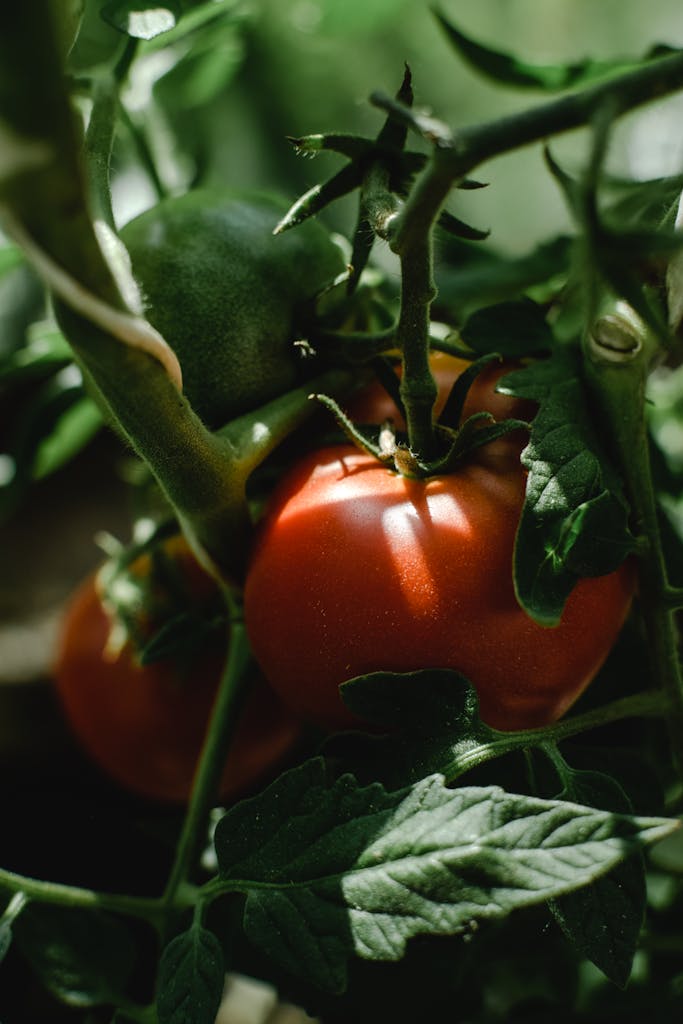 Close-Up Photo of Unripe Tomatoes