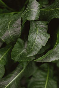 Closeup of a Horseradish Bush with Dark Green Leaves