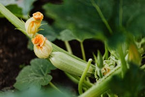 Courgette