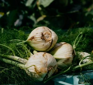 Fennel