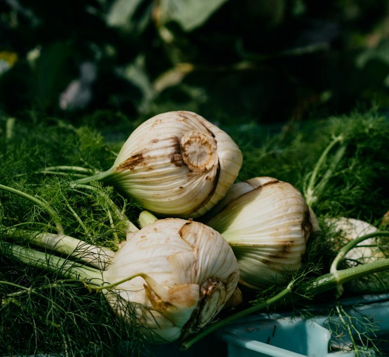 Fennel