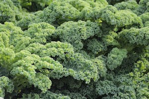 Kale