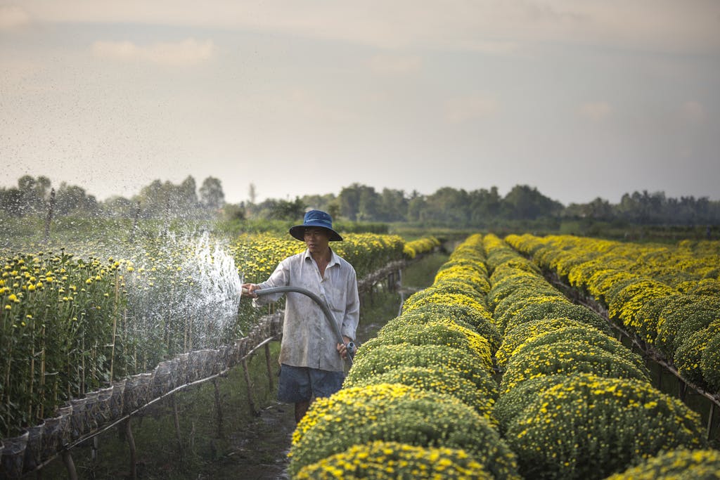 Man Spraying Water on Flower Field