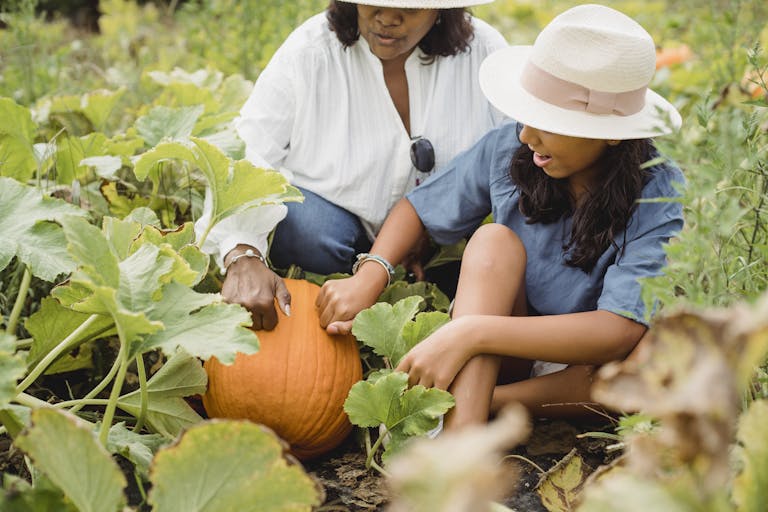 People Gathering Pumpkins in Garden