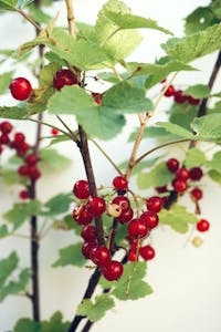 Redcurrant