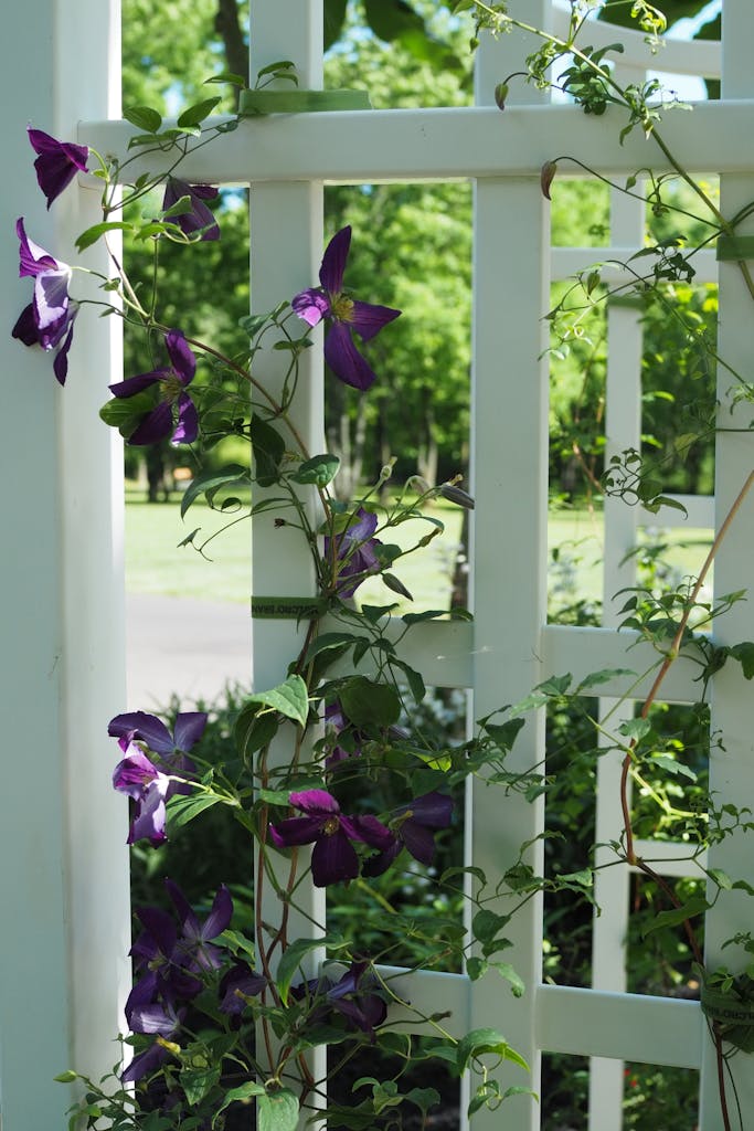 The flowers are growing on the trellis.