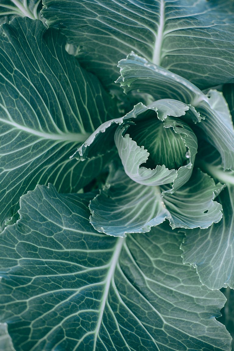 Top view of green healthy cabbage with big leaves with veins growing in garden
