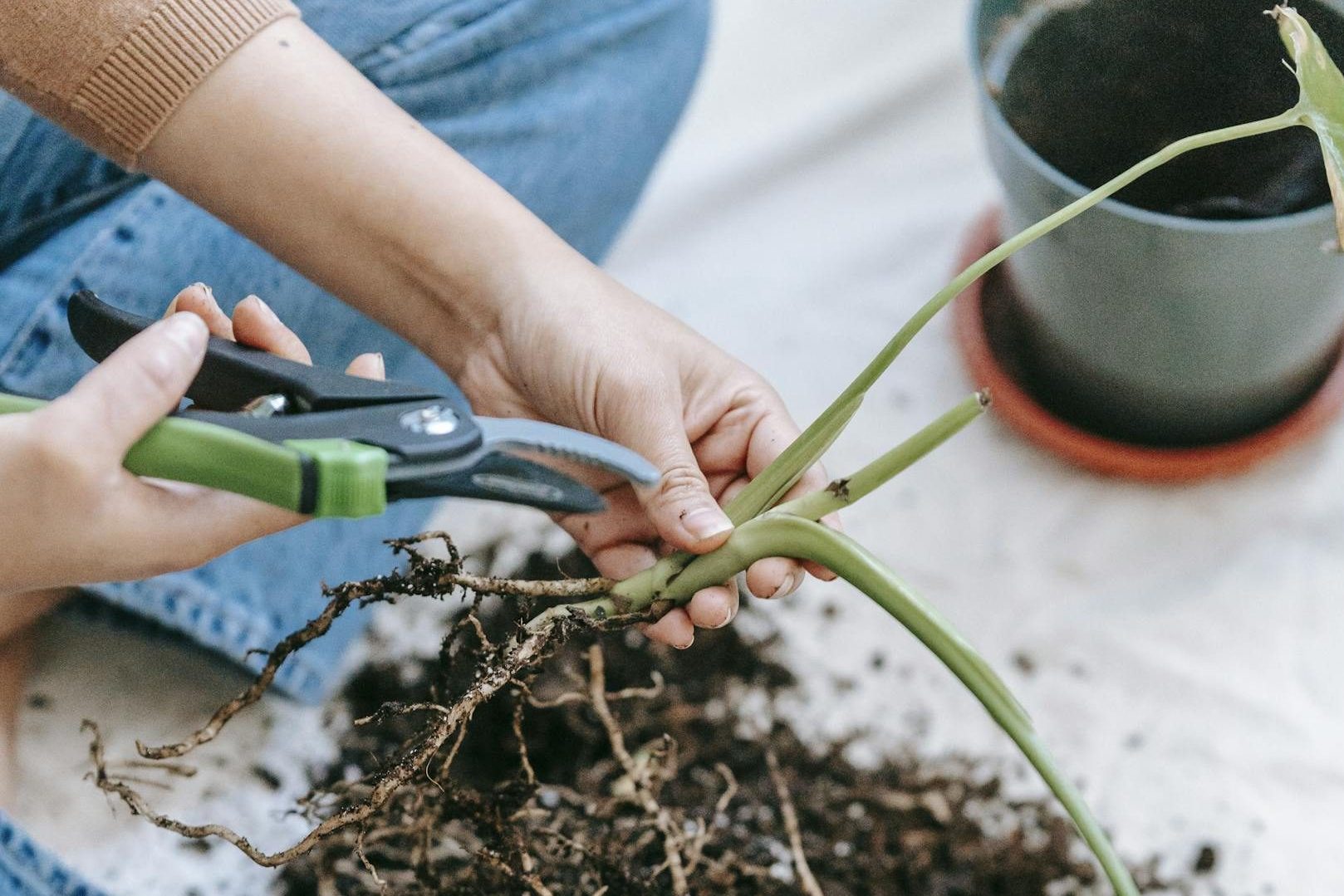 Woman trimming twig of sprout of houseplant