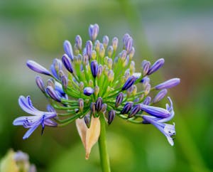 Foto van een Agapanthus