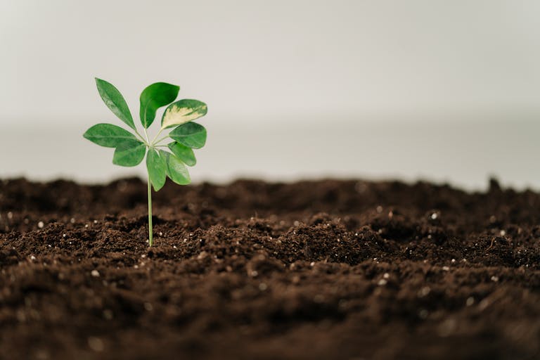 Vruchtbare bodem voor je moestuin