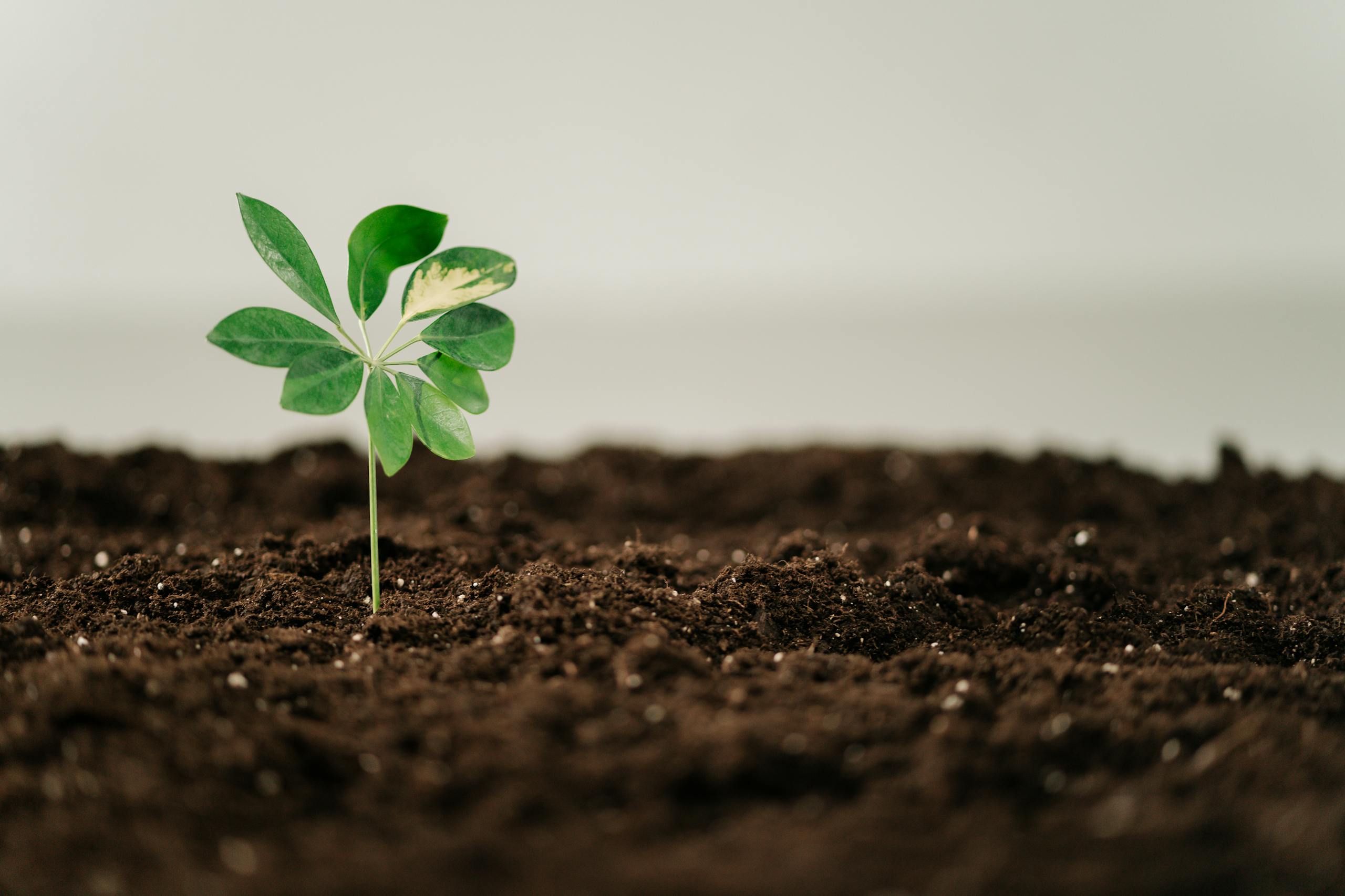 Vruchtbare bodem voor je moestuin