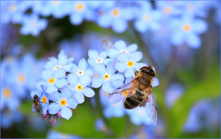 Biodiversiteit in je tuin